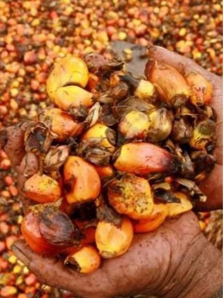Palm Oil